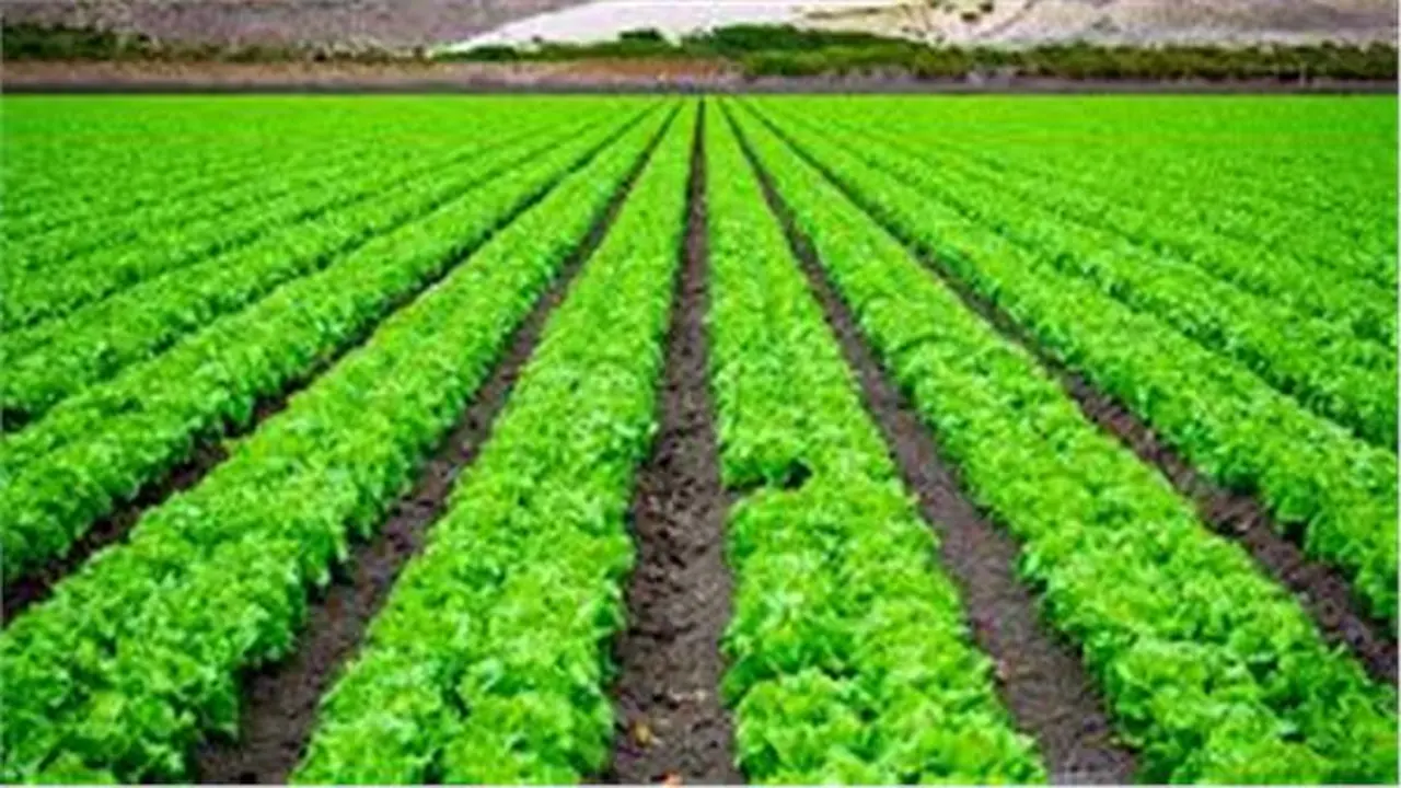 موجة أمطار قوية تضرب البلاد وسط تحذيرات مناخية من تضرر المحاصيل الزراعية